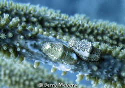 Flamingo Tongues having lunch by Jerry Meyers 